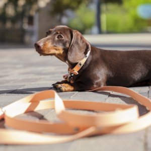 Laisse multiposition uni