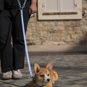 Laisse multiposition Anneaux